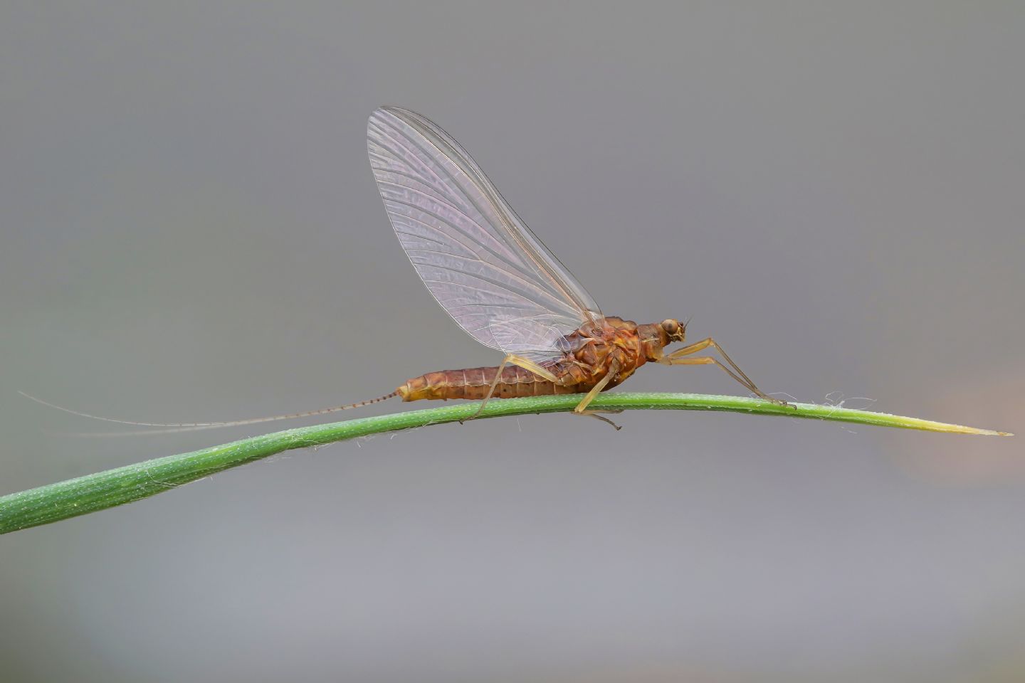 Baetidae - Baetis sp. ? Serratella ignita